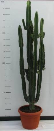 Euphorbia eritreae 40 h 180/200